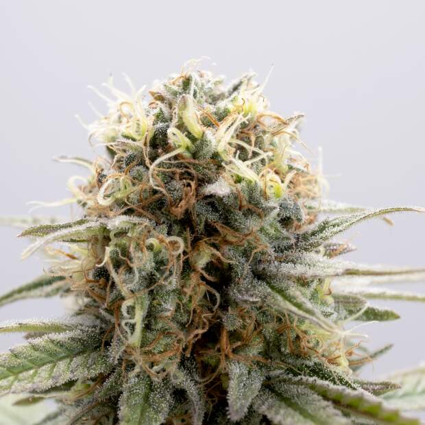 Kannabia GSC 5 pcs feminised