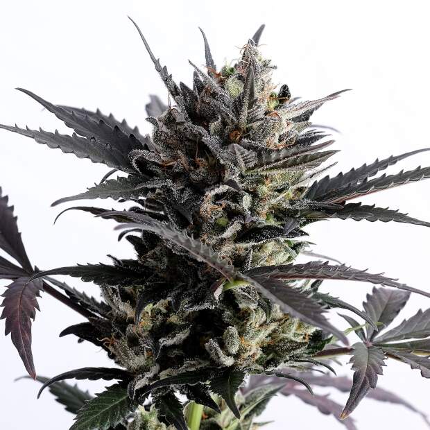 Kannabia Lemon Haze Auto 5 pcs feminised