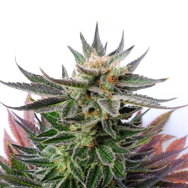 Kannabia Sativa Dream 5 pcs feminised