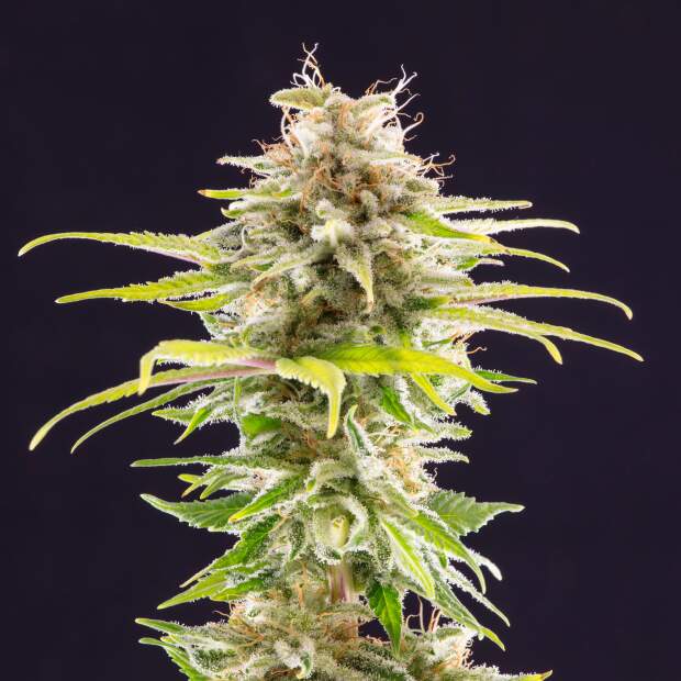 Kannabia Super OG Kush 3 Stk feminisiert