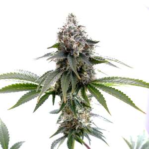 Kannabia Swiss Dream CBD 5 pcs feminised