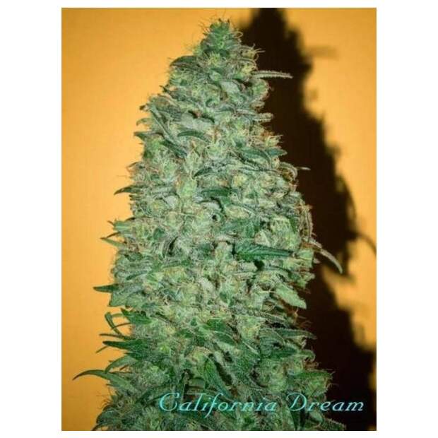 Mandala Seeds California Dream 6 Stk feminisiert