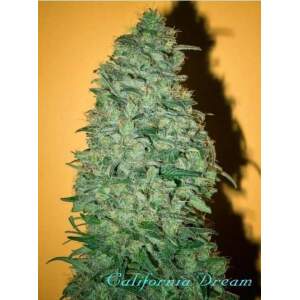 Mandala Seeds California Dream 6 Stk feminisiert