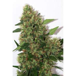 Mandala Seeds Chill-Om 10 pcs regular