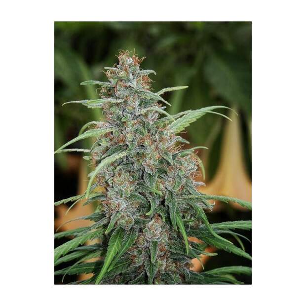 Mandala Seeds Fast N Glorious 10 Stk regular