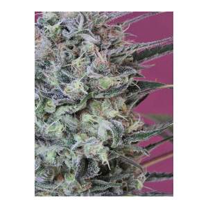 Mandala Seeds Krystalica 10 pcs regular