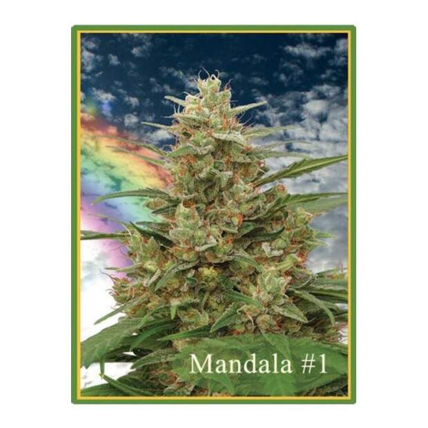 Mandala Seeds Mandala #1 10 Stk regular