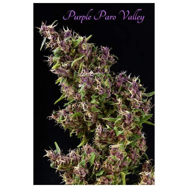 Mandala Seeds Purple Paro Valley 3 pcs feminised