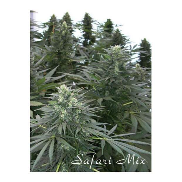 Mandala Seeds Safari Mix 20 Stk regular