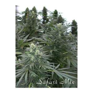 Mandala Seeds Safari Mix 20 pcs regular