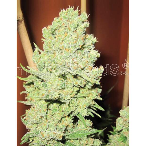 Medical Seeds Channel + 5 pcs feminised