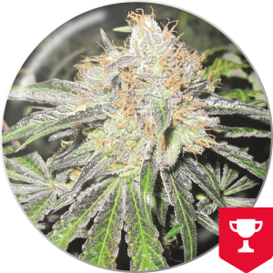 Medical Seeds Deep Neville 10 pcs regular
