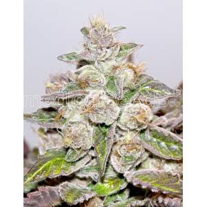 Medical Seeds Mendocino X Purple Kush 5 Stk feminisiert
