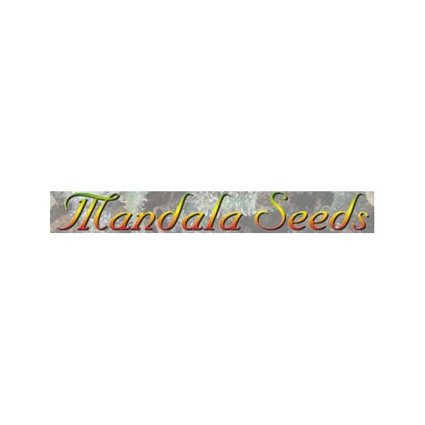 Medical Seeds Over Dawg 3 pcs feminised