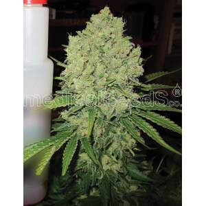 Medical Seeds Prozack 5 Stk feminisiert