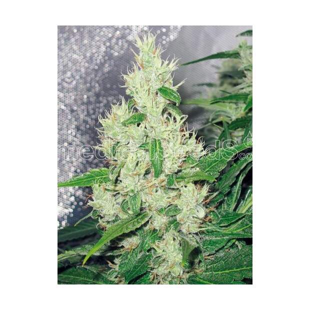 Medical Seeds Y Griega 3 pcs feminised