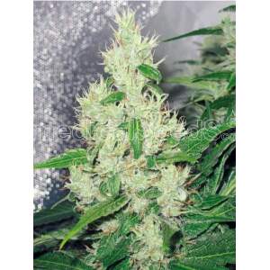 Medical Seeds Y Griega 3 pcs feminised