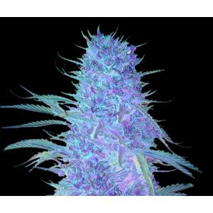 Mr. Hide Seeds Auto Cream Mass 50 Stk feminisiert
