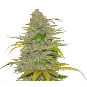 Mr. Hide Seeds Auto Diesel Mass 50 Stk feminisiert
