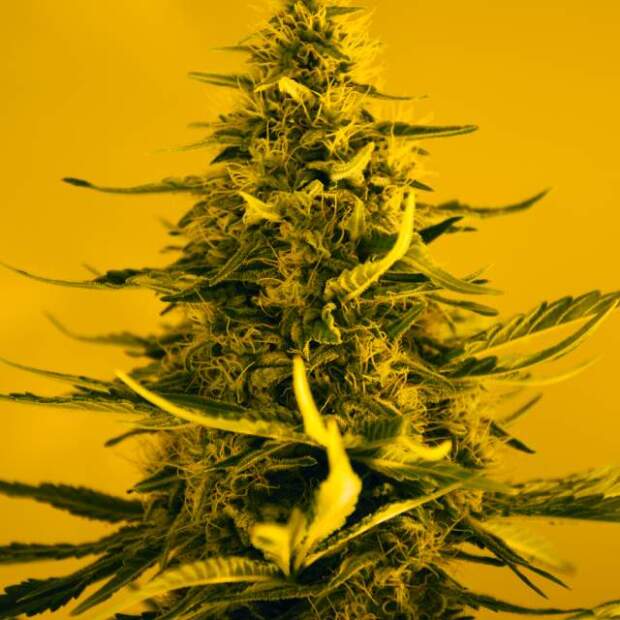 Nirvana White Widow 5 pcs feminised