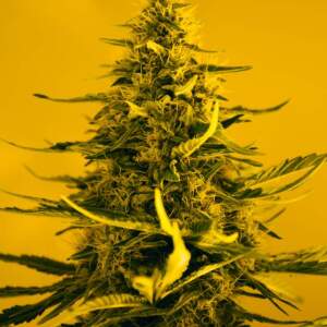 Nirvana White Widow 5 pcs feminised