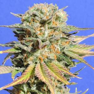 Original Sensible Bruce Banner #3 50 pcs feminised
