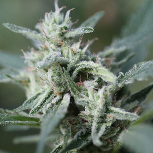 Original Sensible Cannafuel CBD+ 10 Stk feminisiert