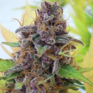 Original Sensible Gelato Auto 5 Stk feminisiert