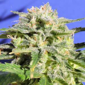 Original Sensible Lemonberry Haze Auto 3 pcs feminised