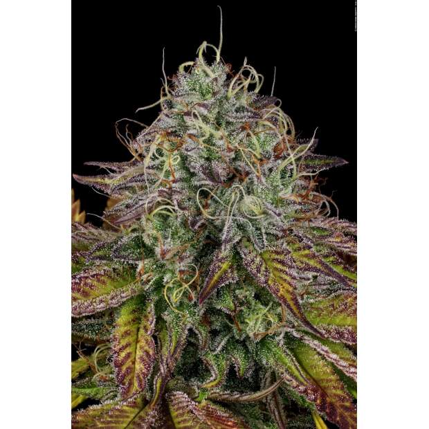 Paradise Seeds Apricot Candy 5 Stk feminisiert