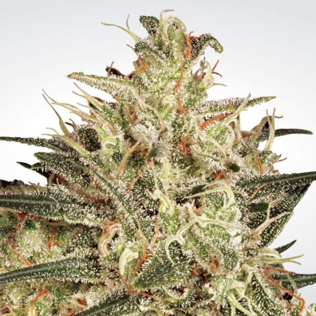 Paradise Seeds Atomical Haze 5 pcs feminised