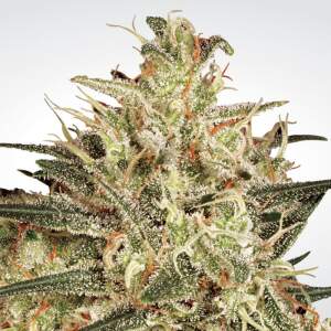Paradise Seeds Atomical Haze 5 pcs feminised