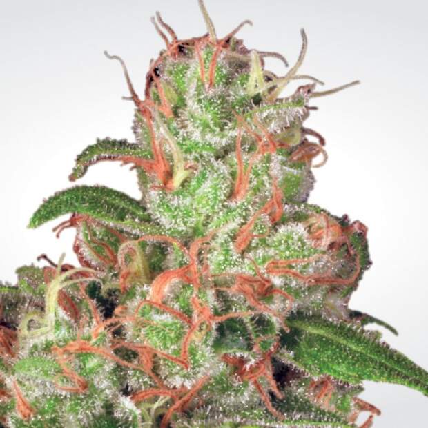 Paradise Seeds Auto Acid 3 Stk feminisiert