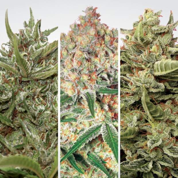 Paradise Seeds Auto Collection Pack #2 6 Stk feminisiert