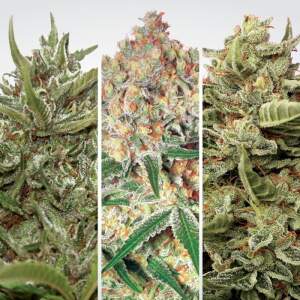 Paradise Seeds Auto Collection Pack #2 6 Stk feminisiert