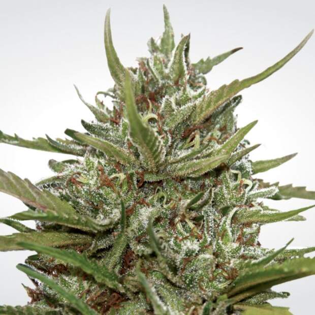 Paradise Seeds Auto White Berry 5 Stk feminisiert