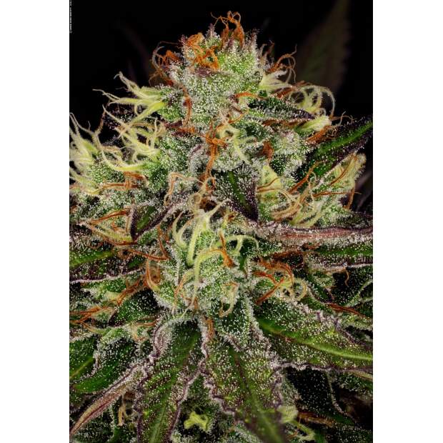 Paradise Seeds Chocolate Wafflez 5 Stk feminisiert