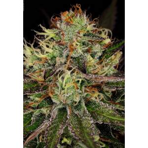 Paradise Seeds Chocolate Wafflez 5 Stk feminisiert
