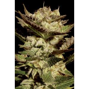 Paradise Seeds Durga Mata 5 pcs feminised