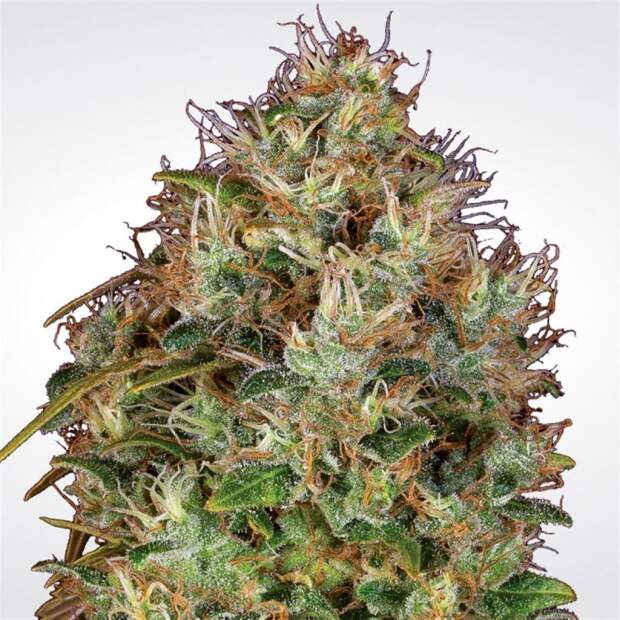 Paradise Seeds Dutch Kush 10 Stk feminisiert