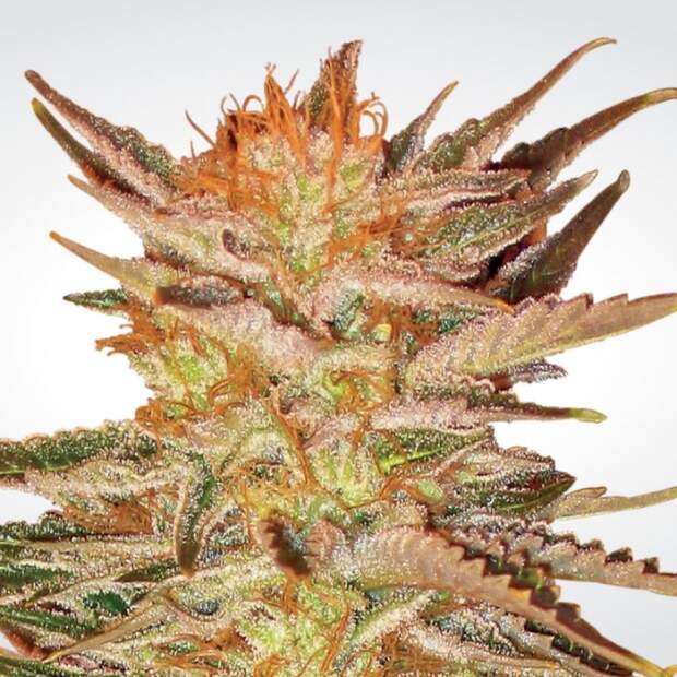 Paradise Seeds Ice Cream 10 Stk feminisiert