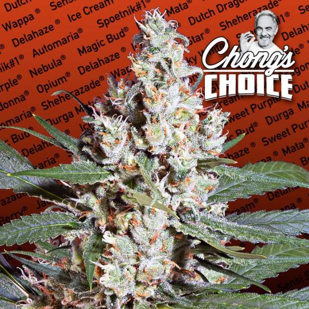 Paradise Seeds L.A. Amnesia 10 Stk feminisiert