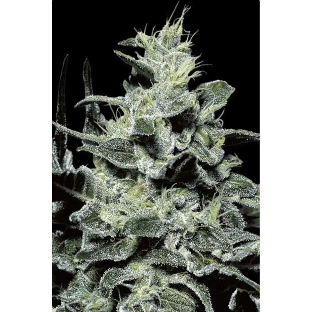 Paradise Seeds Nebula 5 pcs feminised