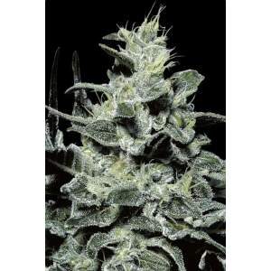 Paradise Seeds Nebula 5 pcs feminised