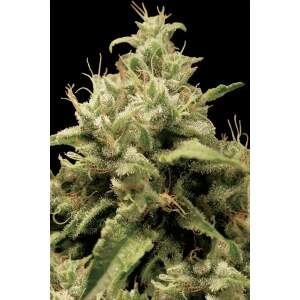 Paradise Seeds Opium 5 pcs feminised