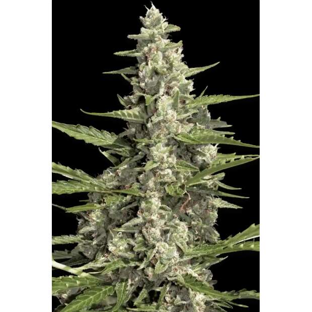 Paradise Seeds Pandora Auto 10 Stk feminisiert