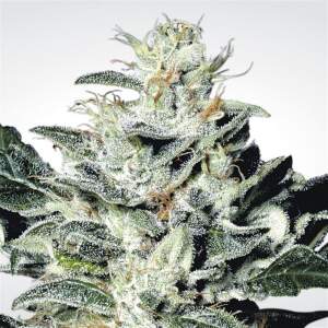 Paradise Seeds Sensi Star 5 Stk feminisiert