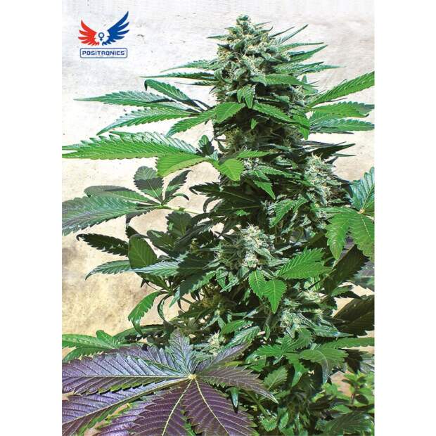 Positronics Blue Rhino 5 Stk feminisiert