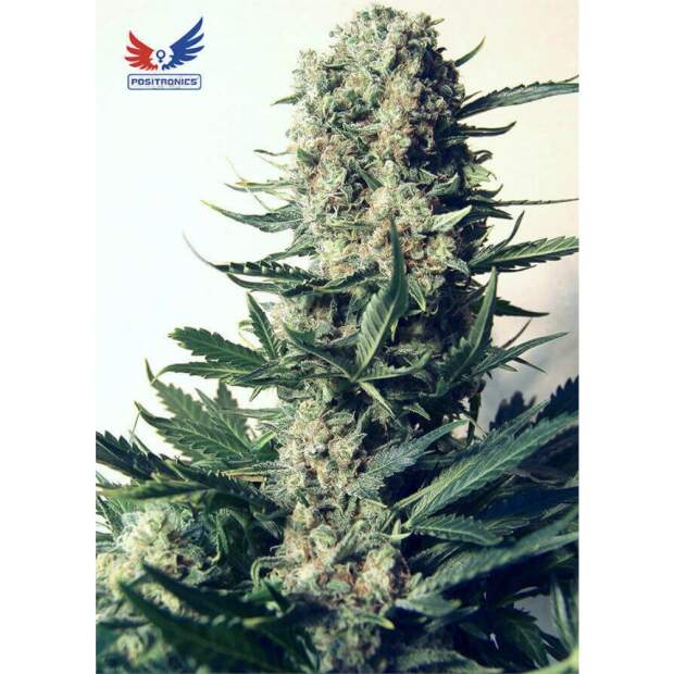 Positronics CBD+ Critical#47 5 Stk feminisiert