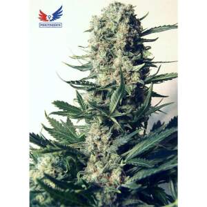 Positronics CBD+ Critical#47 5 Stk feminisiert